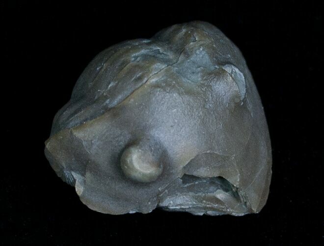 Enrolled Isotelus Trilobite From Ontario #6040